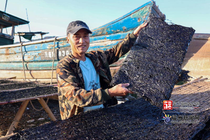 连江万亩头水紫菜迎来丰收季