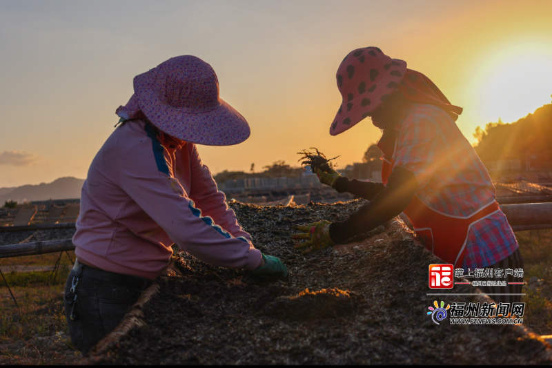 连江万亩头水紫菜迎来丰收季