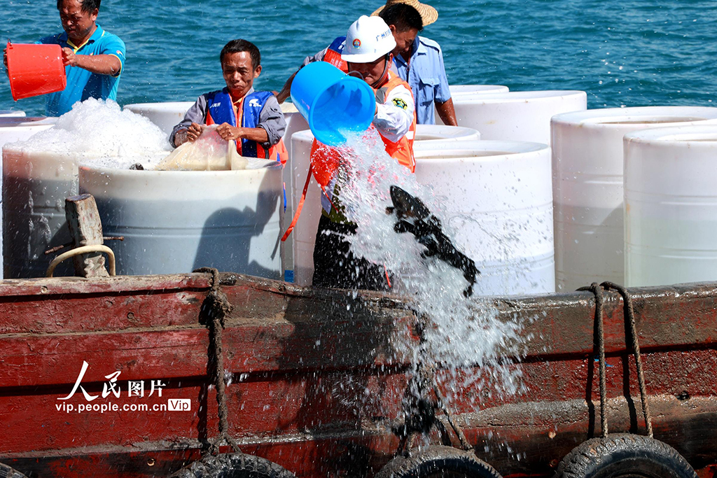 海南三亚：增殖放流护生态