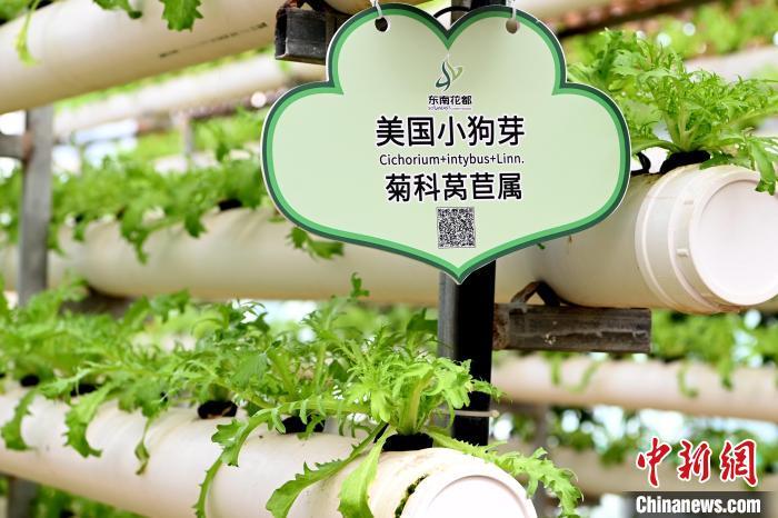 现代农业展示馆内展示着世界先进的水培、雾培、立柱栽培、墙体栽培、空中栽培等栽培方式的技术成果。　张金川 摄