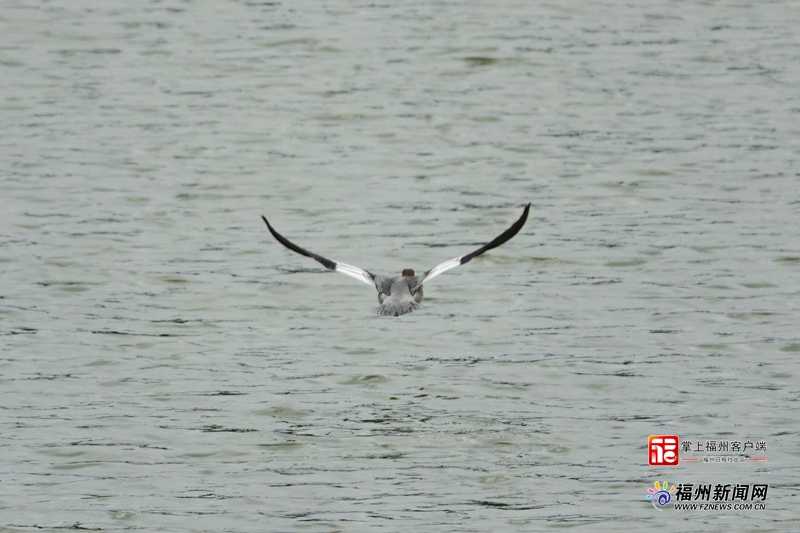 “水中大熊猫”现身福州晋安区