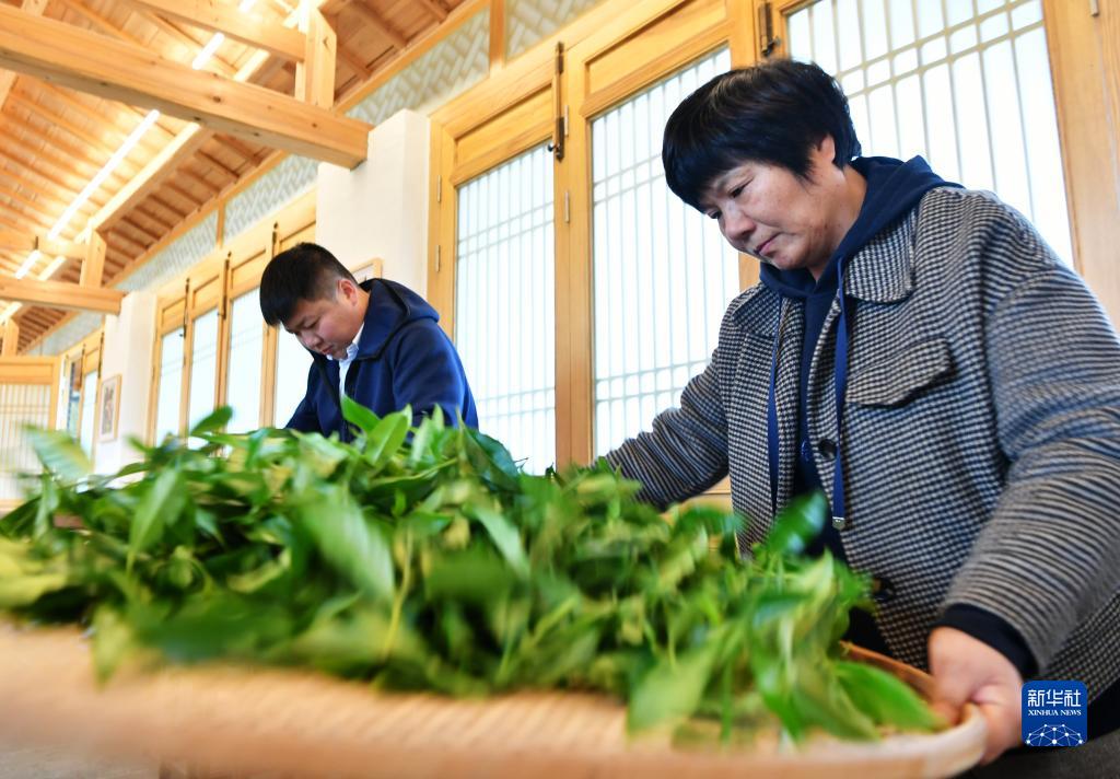 走进武夷山，来看武夷岩茶“岩骨花香”的奥秘