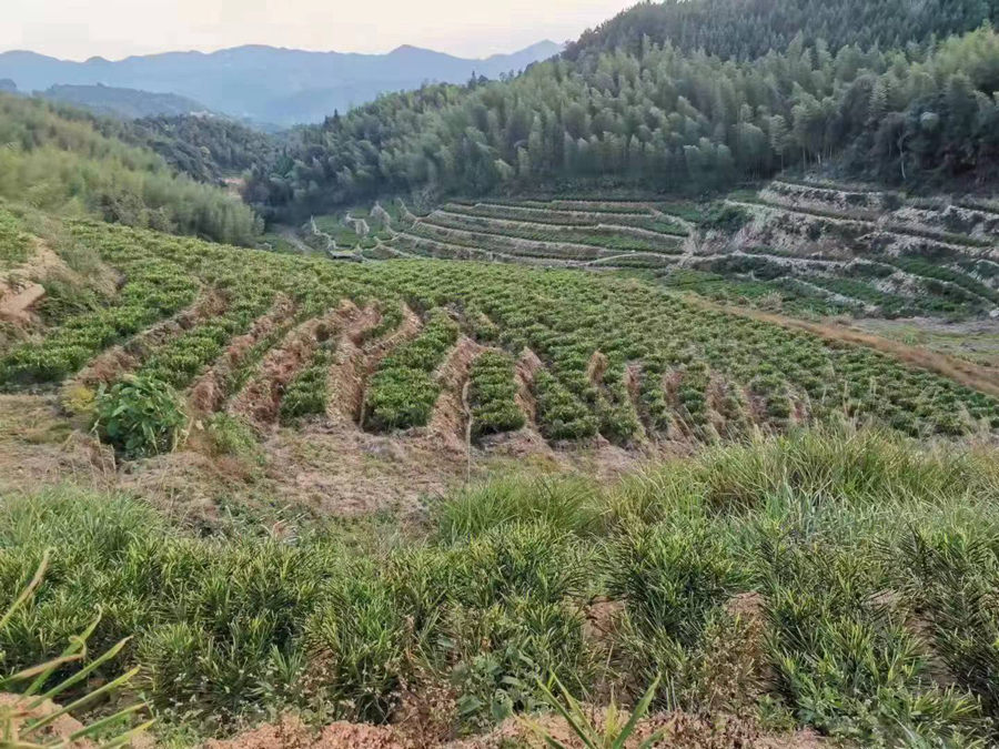 永春岐山村生姜种植基地