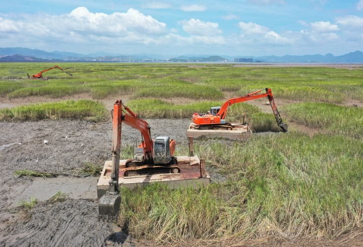 新华社关注福建：推进互花米草综合治理及生态修复