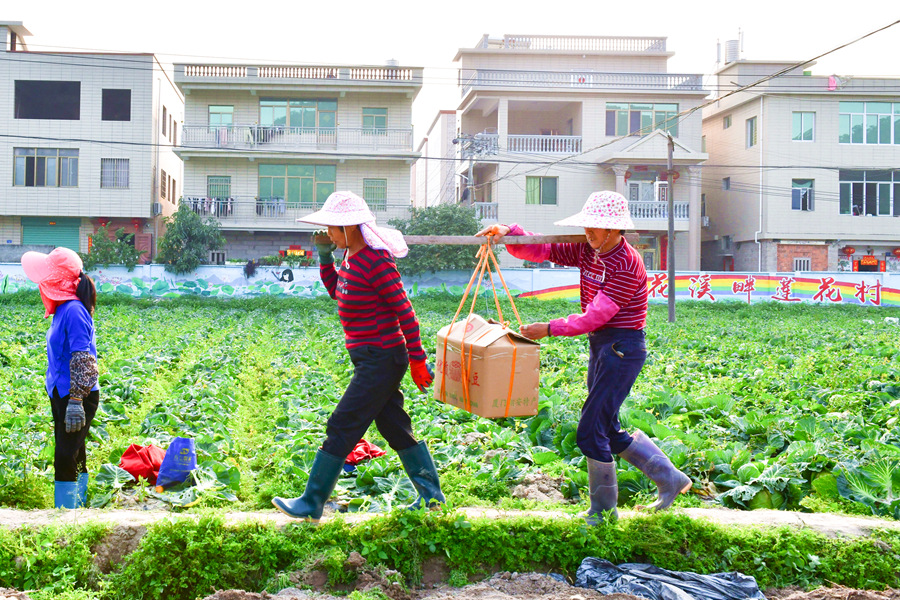 村民们挑着装箱的土豆走在田垄上。夏海滨摄