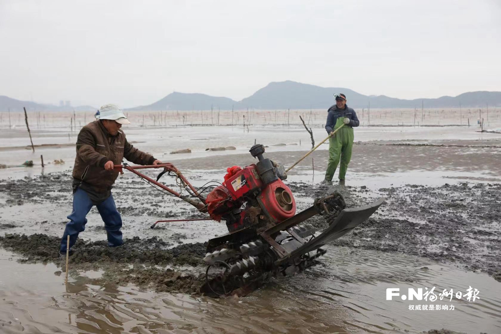 养殖业春耕大幕开启 琅岐养殖户滩涂忙种蛏