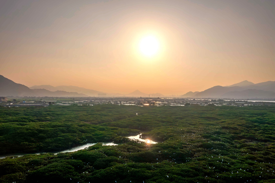 5.夕阳西下，在红树林中，成群鹭鸟或栖息枝头或嬉戏打闹，美不胜收。方维摄.jpg