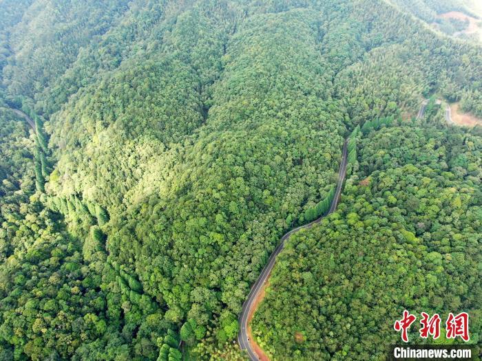 图为5月28日，自然保护区内山高林密，古木参天，秀水长流，保留着许多原始状态的森林。（无人机照片）　张斌　摄