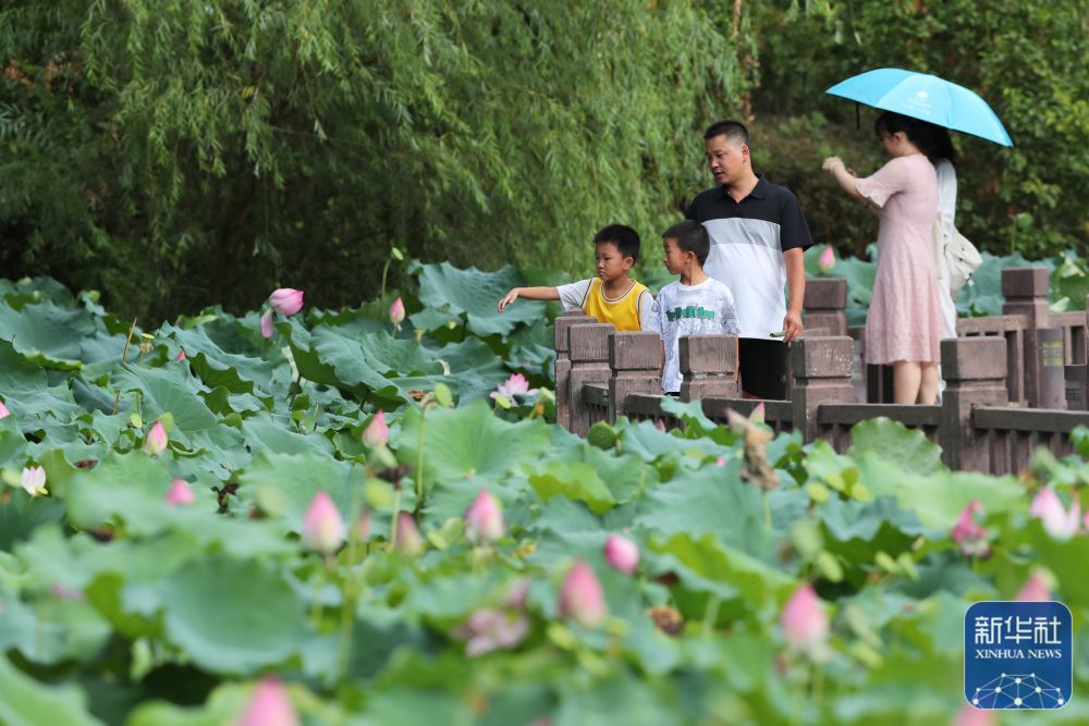 新华社关注福州：夏日赏荷