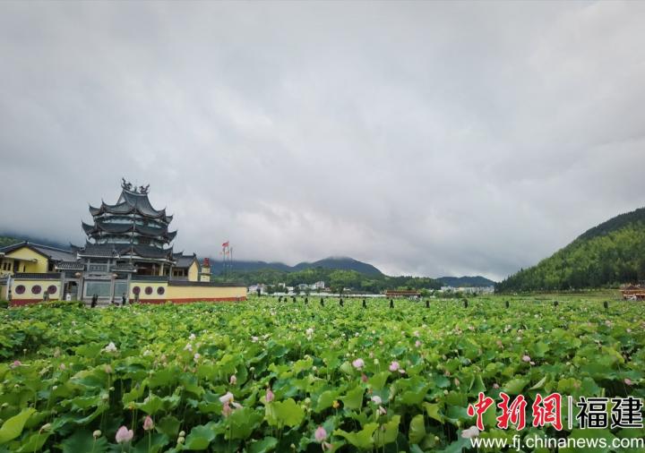 浦源村鲤鱼溪公园内荷花盛开，吸引游人前来观赏。吕若萱 摄