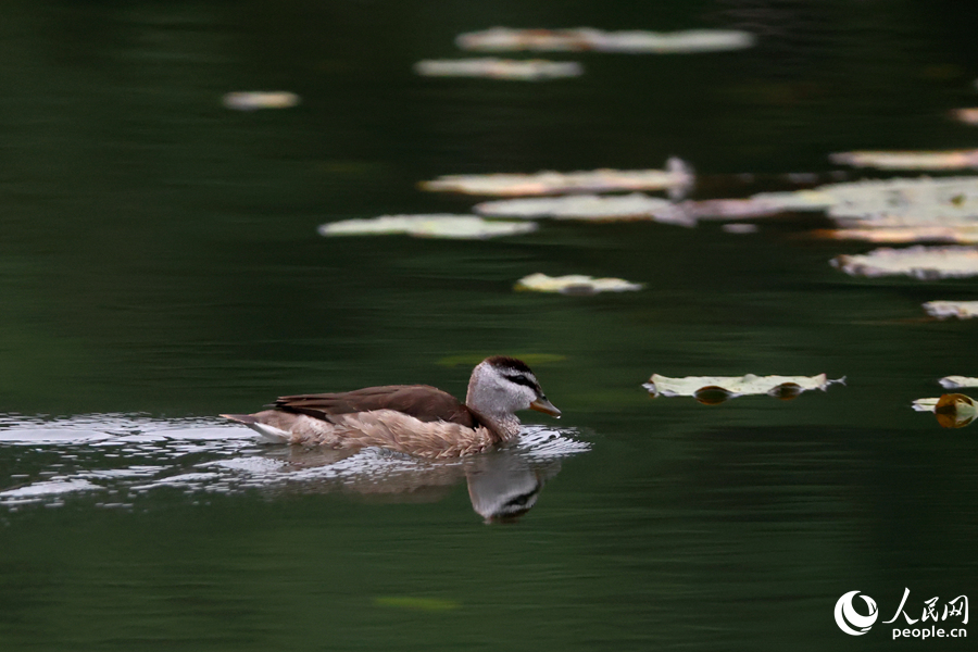 一只雌性棉凫在厦门集美敬贤公园池塘中巡游。人民网记者 陈博摄