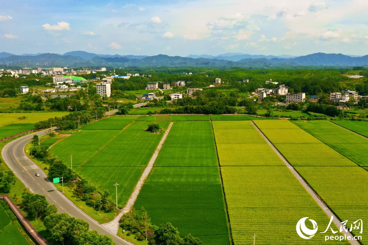 通过成立联合社，当地统一协调各合作社种植计划、农资采购、农机调配、生产标准、产品销售等工作，将“单打独斗”的局面扭转为“抱团发展”。人民网 李唯一摄