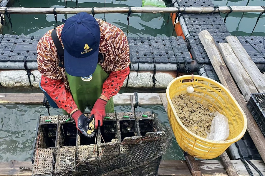 工人在给鲍鱼投喂“海藻压缩饼干”（资料图）