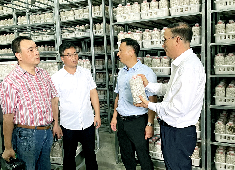 卢政辉向中国食用菌菌物学会郭理事长、余文权院长介绍秀珍菇菌包集中培养情况 -1.jpg