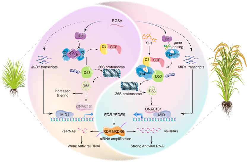抗病还不减产!福建农林大学团队破解水稻抗病毒密码